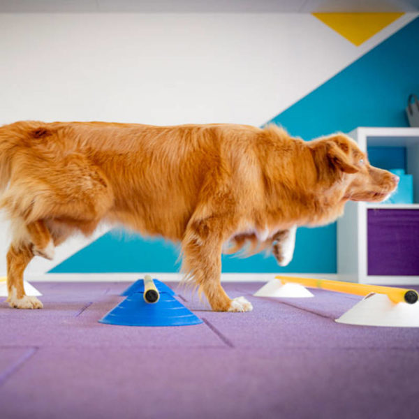 Fondations sports canins - Éducateur spécialisé en loisirs canins - Formation d’éducateur canin - AoA Formation