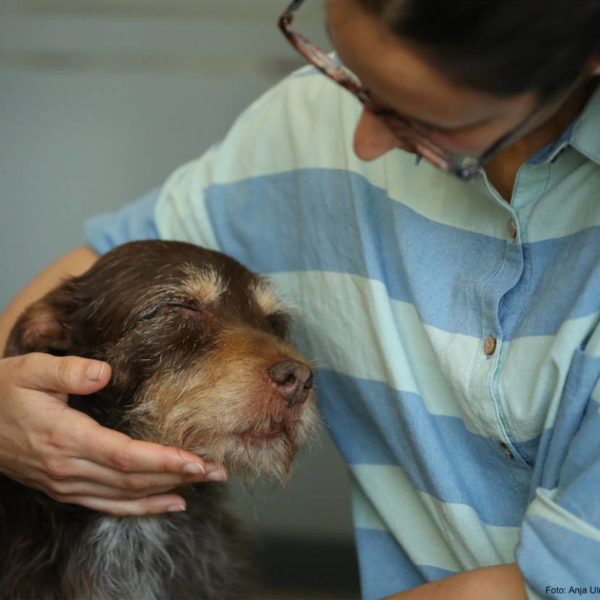 L’animal enchanté : Mieux vivre avec un chien hautement sensible - Éducateur spécialisé en soins alternatifs - AoA Formation