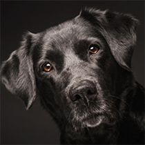Brevet suisse, théorie et pratique - Formation d’éducateur canin - AoA Formation