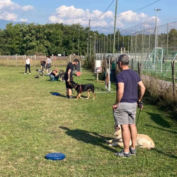 Cours collectifs - Formation d’éducateur canin - AoA Formation