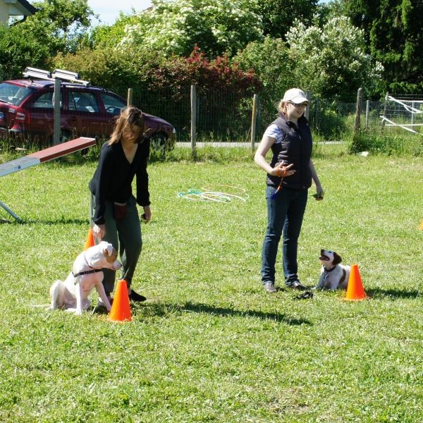 C3 + : Donner des cours - Formation d’éducateur canin - AoA Formation