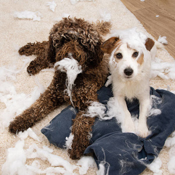 Destructions - 2 + : Autres problématiques comportementales, pratique approfondissement - Formation en rééducation et comportement canin - AoA Formation